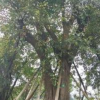 四川宜宾供应黄葛树