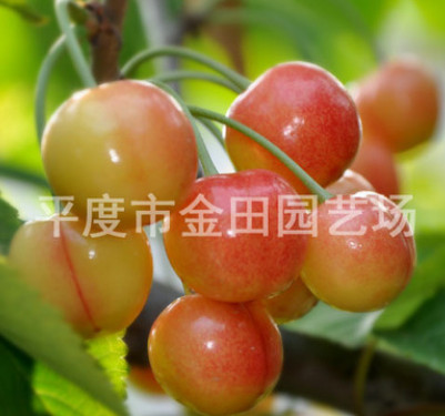 金田园艺 蕾妮 樱桃苗