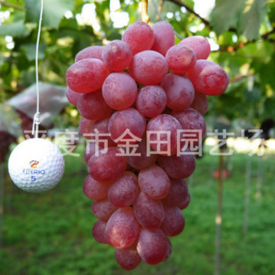 金田园艺 ロザリオロッソ 葡萄苗