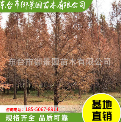 基地直销行道树 水杉树木 品种齐全 绿化杉树苗 御景园苗木