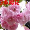 日本樱花