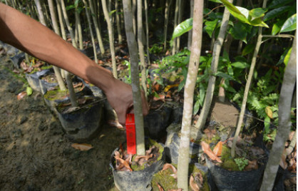 沉香苗/奇楠嫁接底苗/白木香土沉香苗/黄泥杯沉香苗