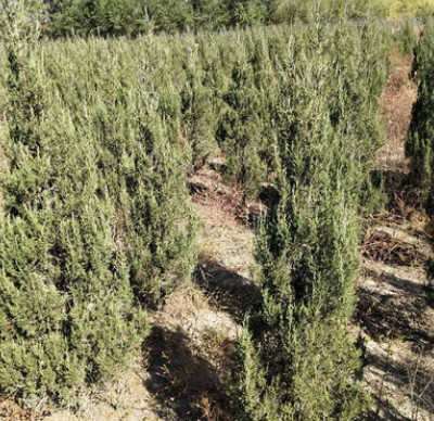 种植基地直销塔柏 1.8米高塔柏绿化乔木树苗批发