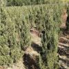 种植基地直销塔柏 1.8米高塔柏绿化乔木树苗批发