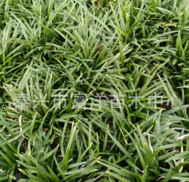 基地批发销售矮麦冬草坪 供应高品质矮麦冬草坪四季常青量大从优