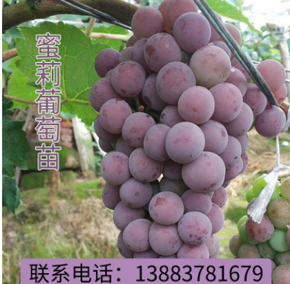 【预售】蜜莉葡萄苗 果树苗木批发 5月12月两批庭院盆栽地栽