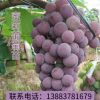 【预售】蜜莉葡萄苗 果树苗木批发 5月12月两批庭院盆栽地栽