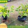 金边假连翘 花墙刺 金露花规格齐全基地批发大量供应产地农户直销