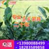 【长期全国批发】茶苗福鼎大白名选131福选9号黄金芽