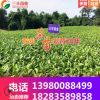 【长期全国批发】茶苗 福鼎大白茶 中茶108 名选131