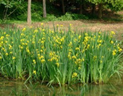 水生花卉黄菖蒲苗