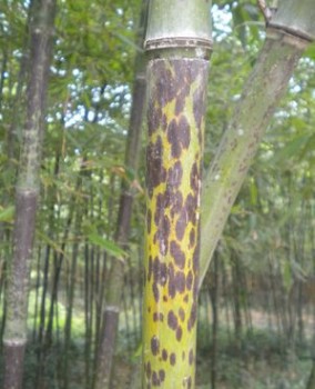 湘妃竹 斑竹 1.5 cm近百种绿化竹苗
