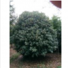 长兴泗安桂花供应/长兴泗安桂花图片