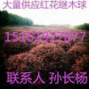 江苏红花继木球/红花继木大树/红花继木小苗/草坪、榉树、朴树