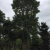大小规格重阳木基地