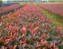 浙江直销红叶石楠小苗 独干石楠球