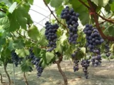 直销葡萄嫁接树苗 红富士 美人指 夏黑果苗