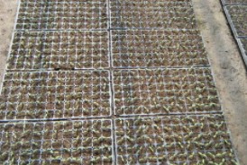 PVC育苗盘园林绿化专用蜂窝营养型塑料育苗穴盘