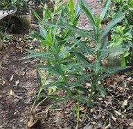 自产自销平潭夹竹桃容器苗高度30cm到150cm