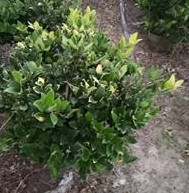 平潭金森女贞球容器苗美植袋