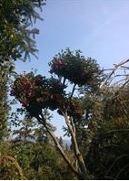 茶树