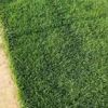 【优质推荐】矮生百慕大草坪 优质草 密度高 耐践踏