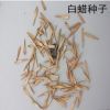 大叶白蜡种子