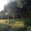 陕西桂花树6哪里好/哪家便宜