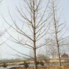 山东银杏树低价供应/山东银杏树直销/山东银杏树基地