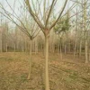 山东合欢批量供应/山东合欢价格/合欢基地