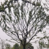 容器鸡爪槭，玉兰，朴树