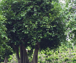 福建漳州重庆云南地区大型小叶榕桩头（榕树桩头）小区景观绿化