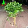 批发环保植物 室内绿植盆栽 吸收甲醛 绿色植物 带盆价 青叶绿萝