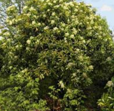 出售丛生中华石楠