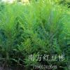 浙江红豆杉小苗/南方红豆杉小苗供应/大量出售南方红豆杉