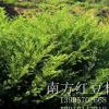 南方红豆杉/常山地区大量供应南方红豆杉