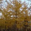 大量供应树形优美绿化工程乔木银杏