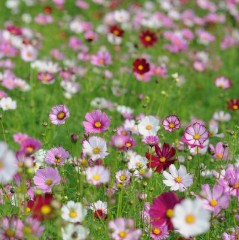 波斯菊 大波斯菊 秋英基地供应