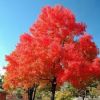 红枫3cm绿化工程苗木