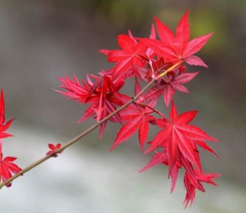 日本红枫 6cm 红枫