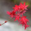 日本红枫 6cm 红枫