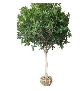 桂花树苗四季常青盆栽植物室内四季桂开花不断月月桂芳香包邮