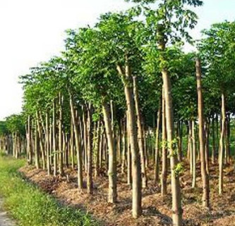 【大毅苗木】供应栾树 摇钱树 各种规格齐全 量大优惠