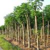 【大毅苗木】供应栾树 摇钱树 各种规格齐全 量大优惠