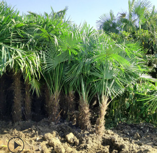 棕榈树苗别墅庭院绿化苗木唐山棕扇子树招财树四季常青棕树苗盆栽