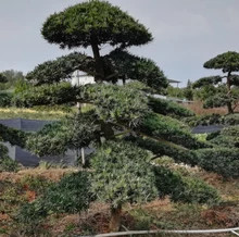 罗汉松图1