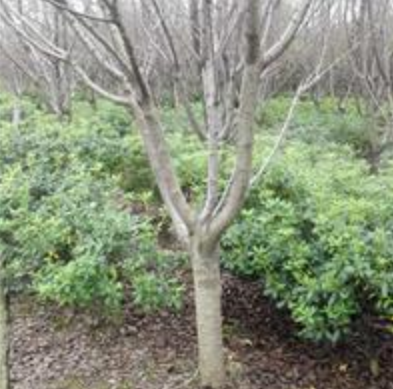 江苏无锡樱花，大量抛售。