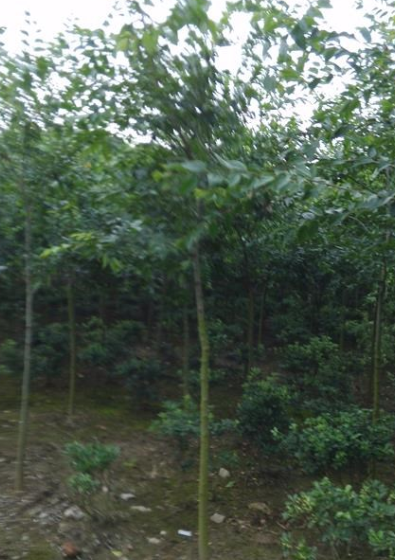 朴树、枣树 低价欲购从速