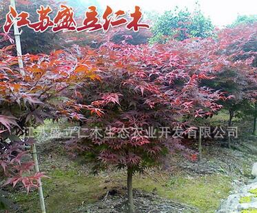 批发街道风景树小苗红枫小苗 园林绿化红枫苗规格齐全 工程绿化