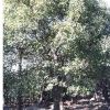 江西九江移植香樟供应/江西九江移植香樟报价